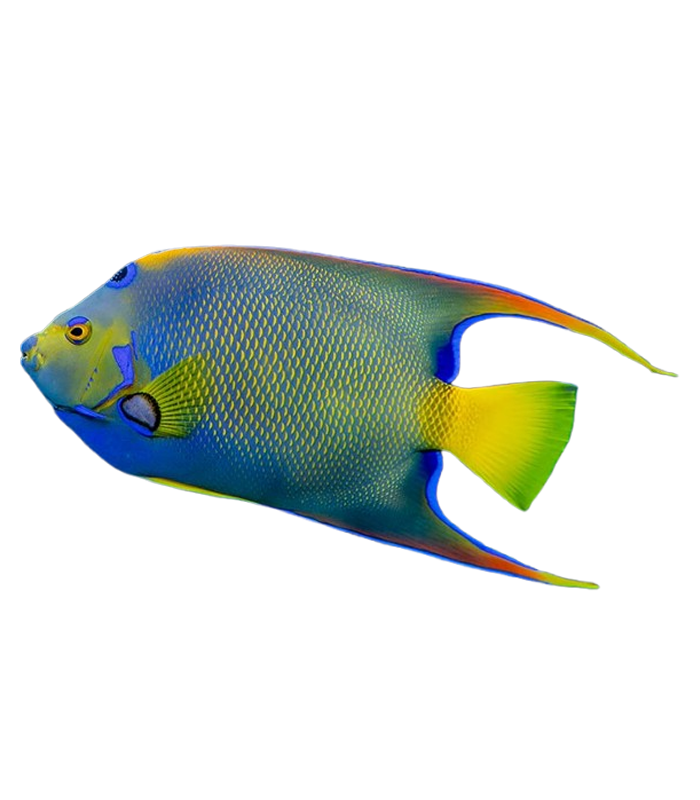 Angelfish