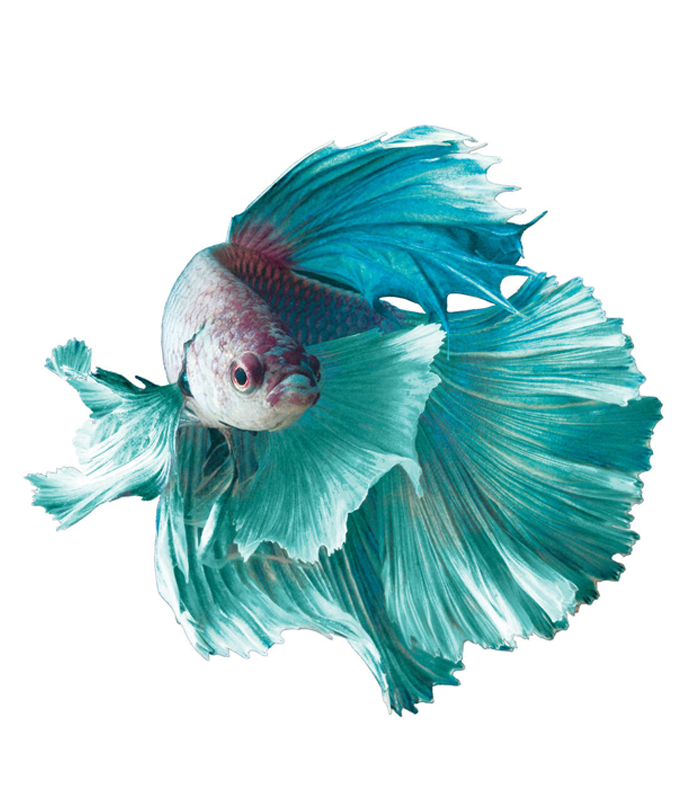 Betta Fish (Siamese Fighting Fish)