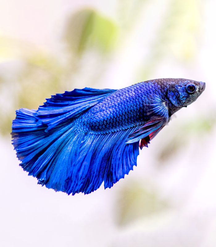 Betta-Fish-(Siamese-Fighting-Fish)2
