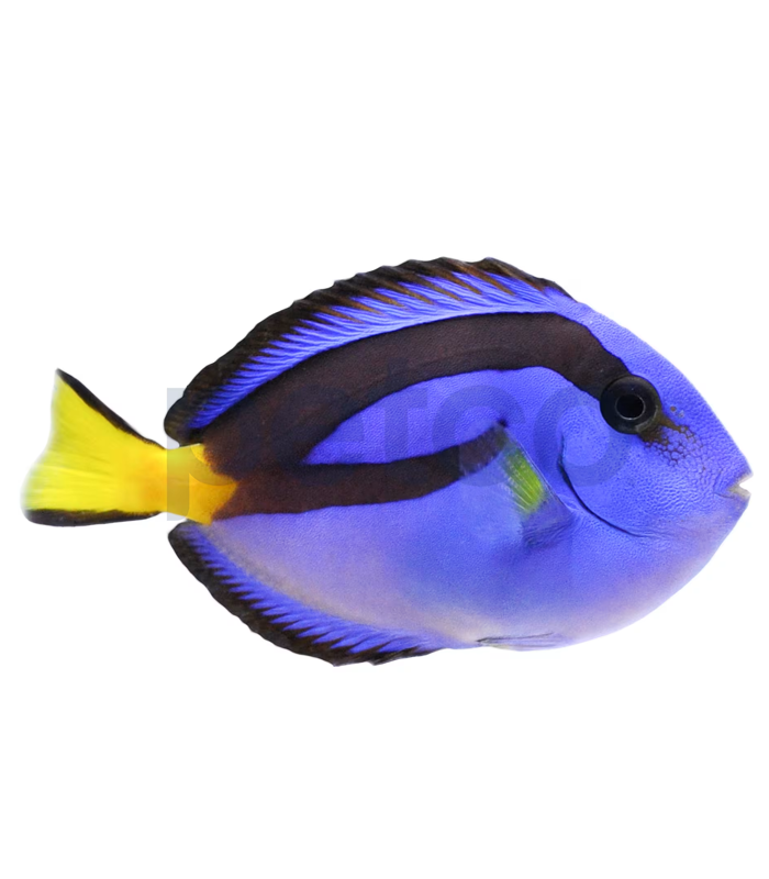 Blue-Tang-Fish