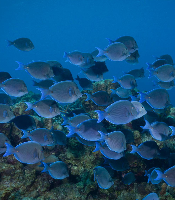 Blue-Tang-Fish