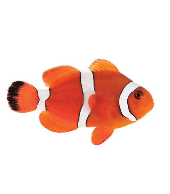 Clownfish