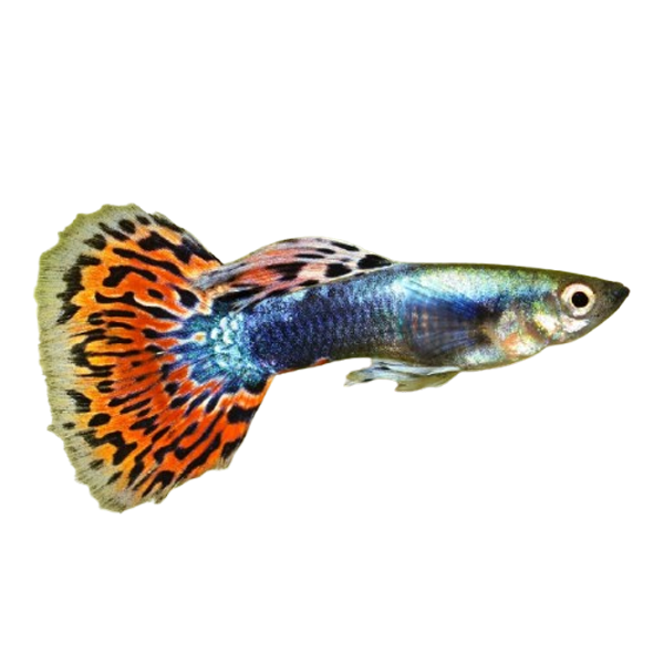 Guppy-Fish