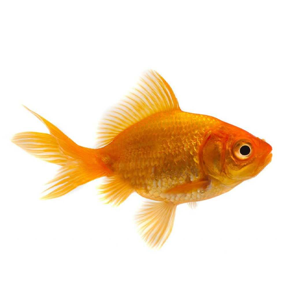 gold-fish